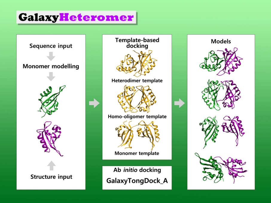 GalaxyHeteromer: protein heterodimer structure prediction by template-based and ab initio docking